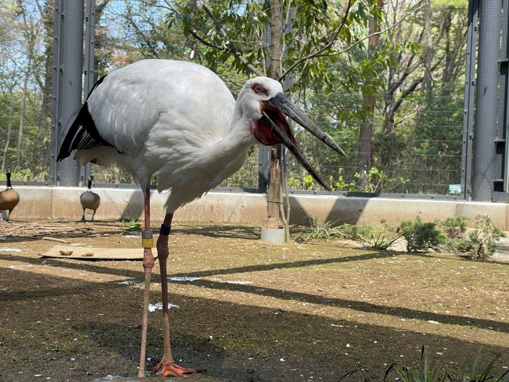 コウノトリ