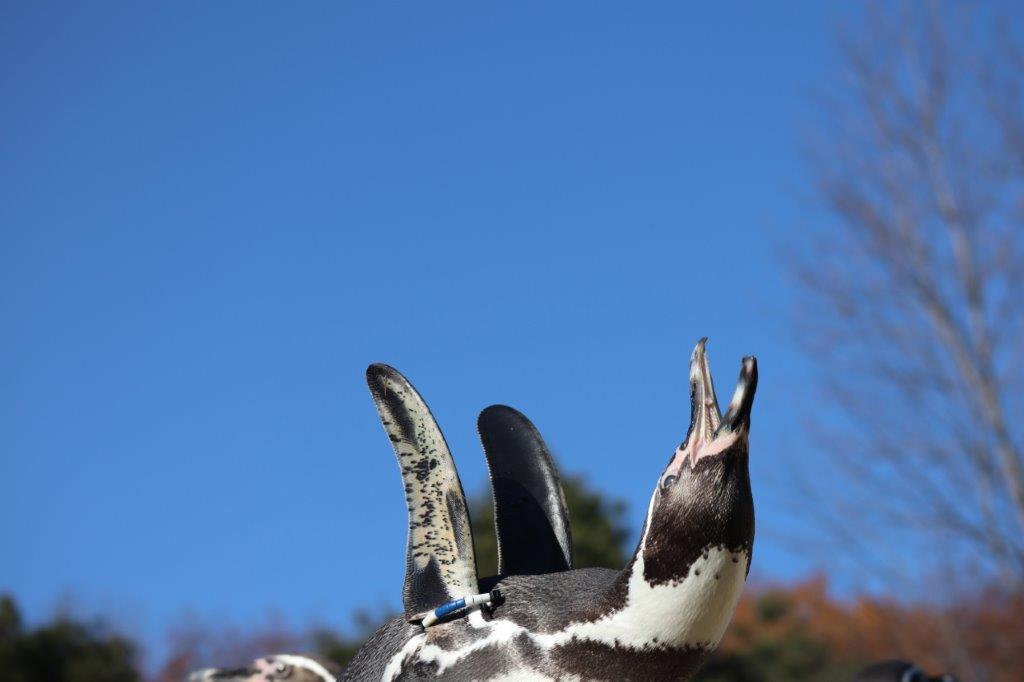 フンボルトペンギン