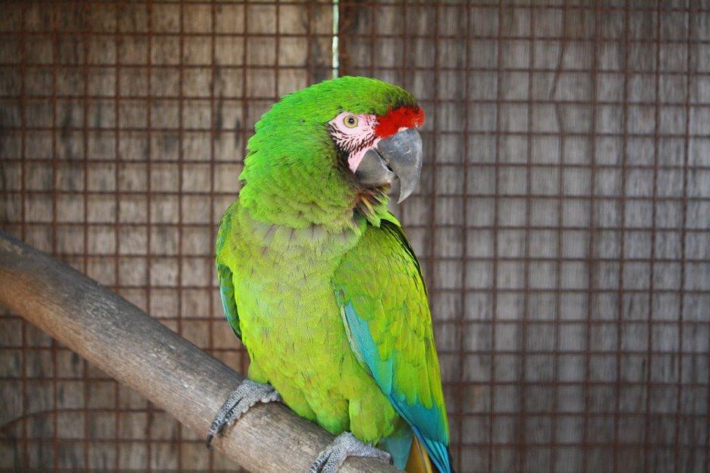 ミドリコンゴウインコの写真