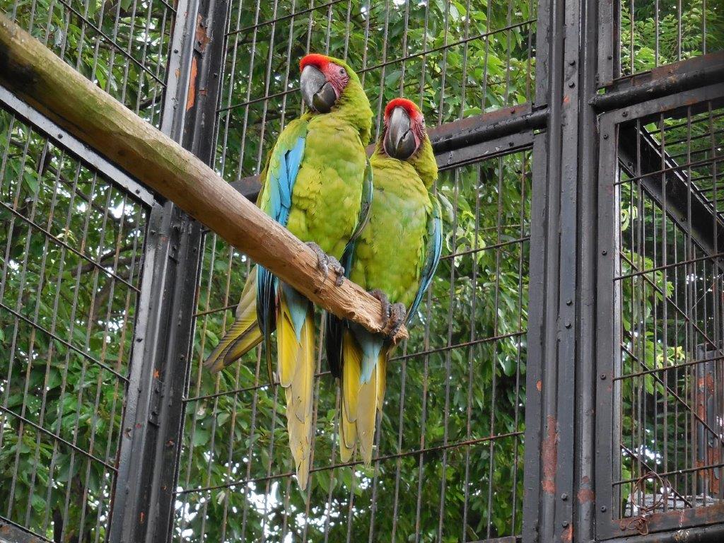 ヒワコンゴウインコ写真