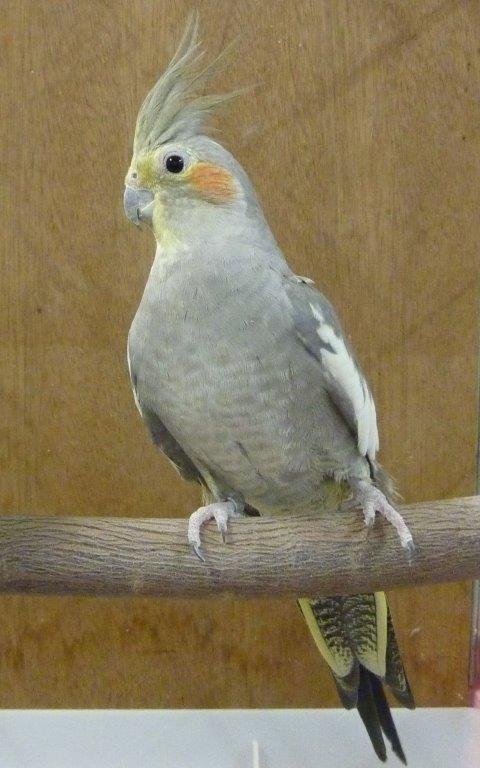 オカメインコの写真