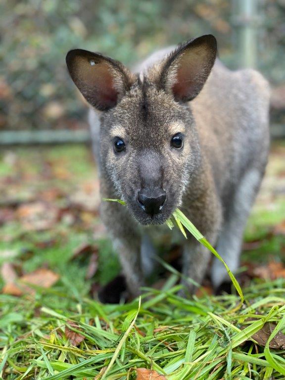 ベネットアカクビワラビー