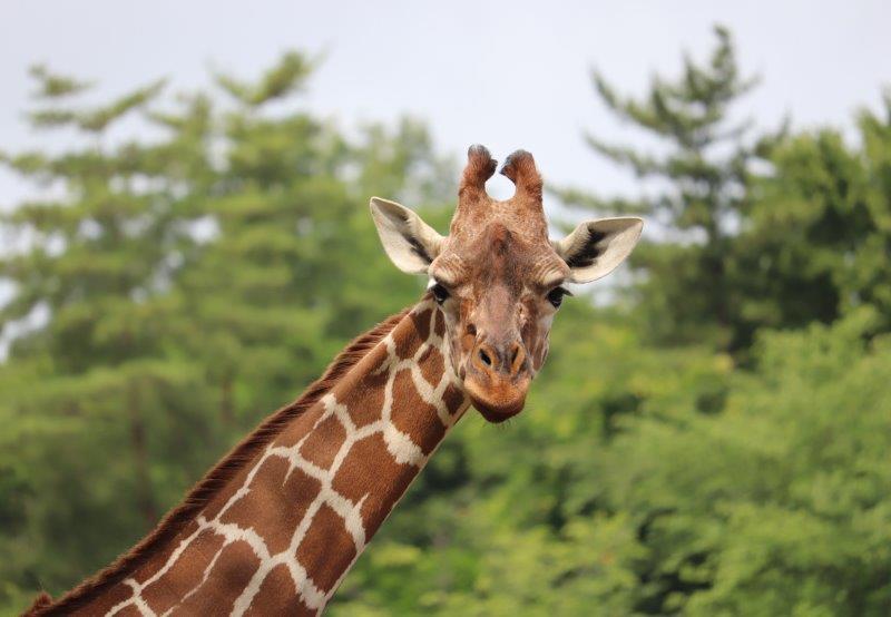 多くの動物たちを救うために学ぼう!伝えよう! キリン