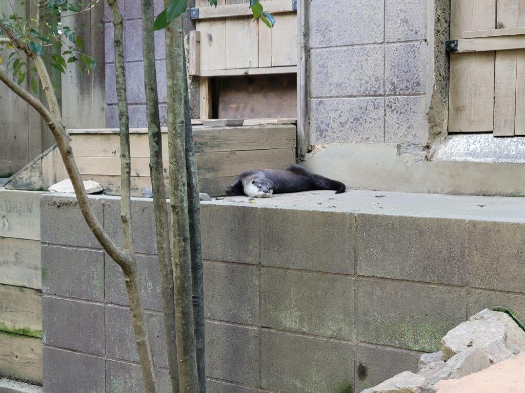 放飼場で寝転ぶロク