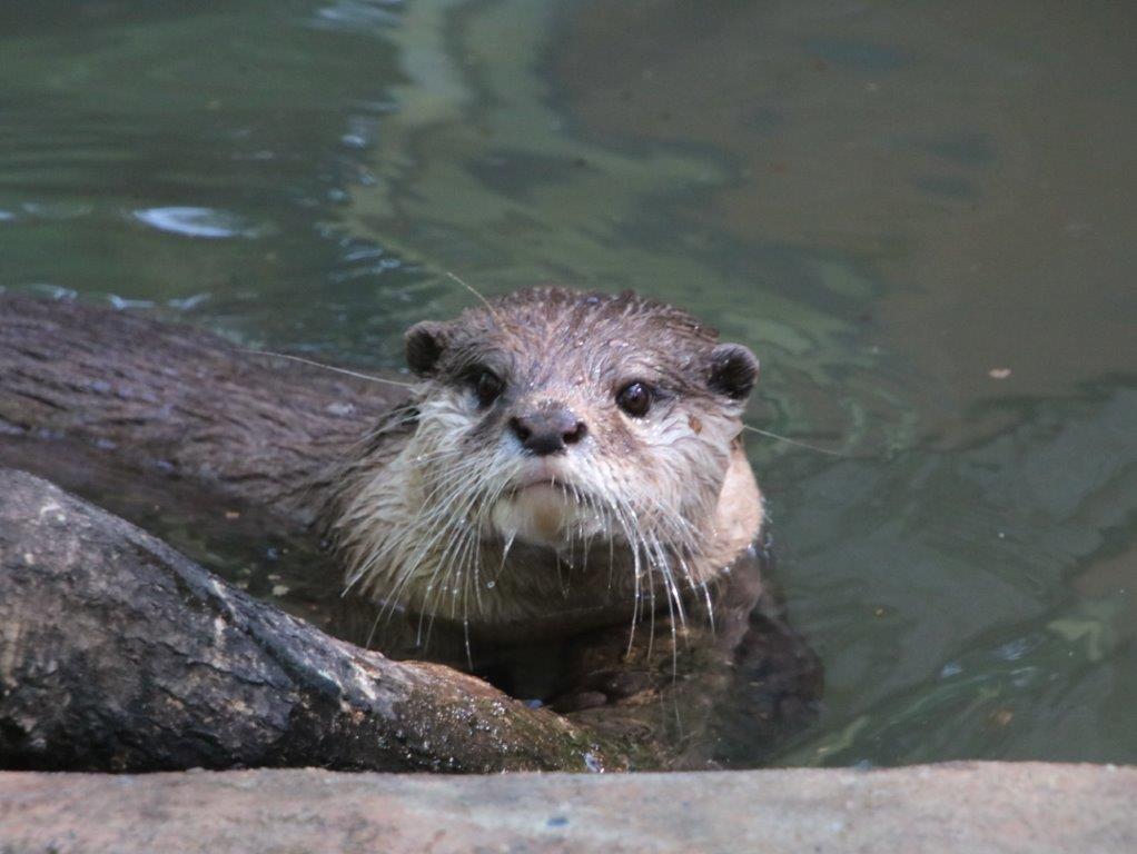 コツメカワウソのモモ