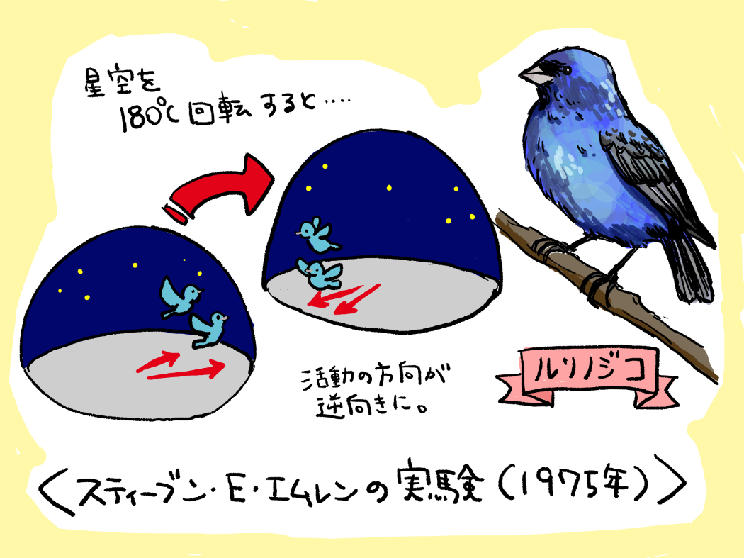 プラネタリウムを使った渡り鳥の実験