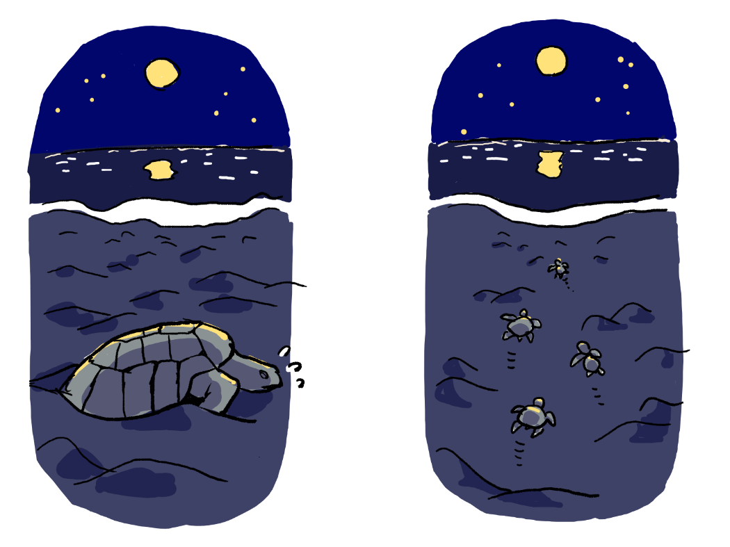 満月の夜の産卵と孵化