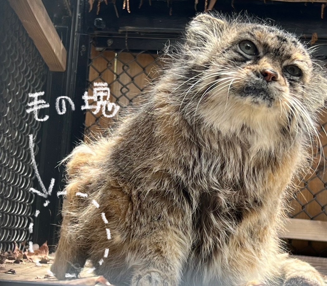 毛の塊ができてしまいました
