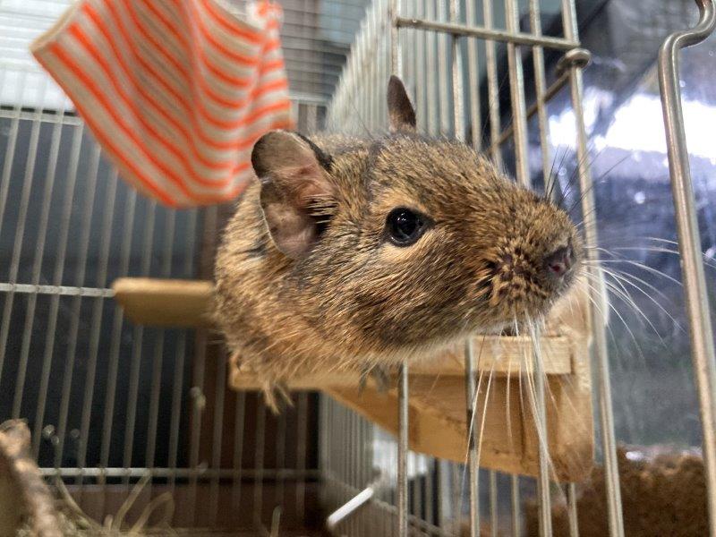 普段のチーズ デグーのチーズ
