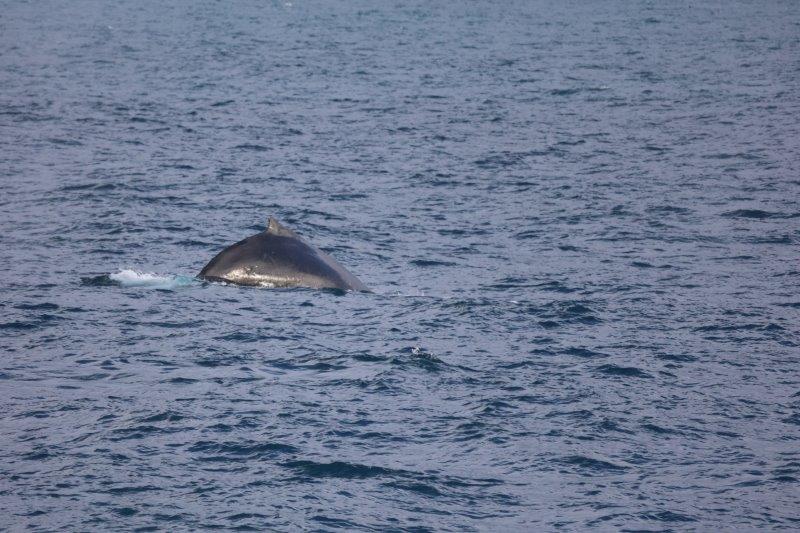 ゴンドウクジラの背中