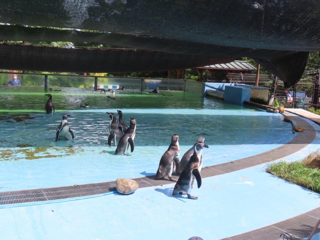 少しずつプールへ入るペンギンたち