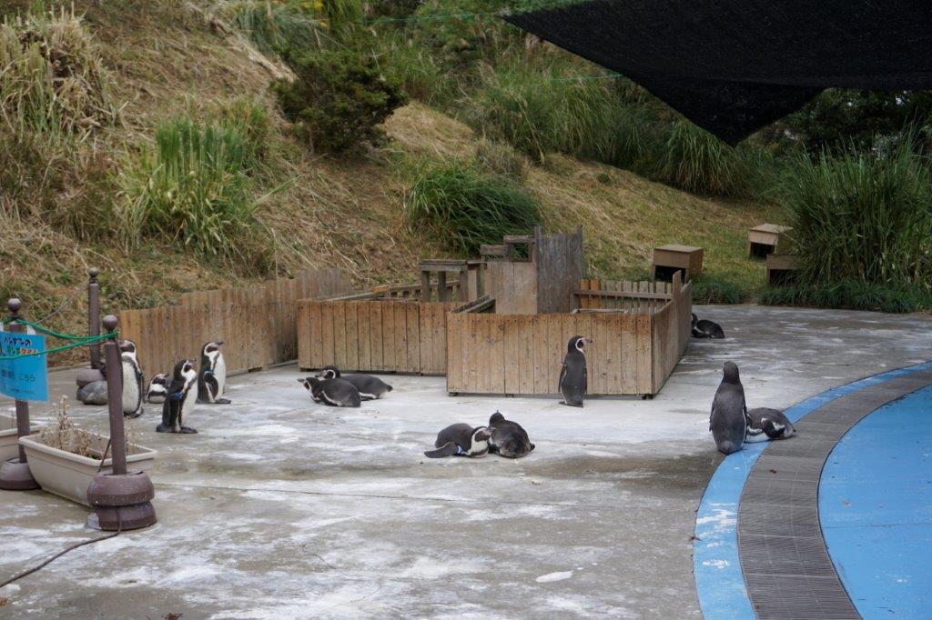 プールサイドで休んでいる葛西臨海水族園のペンギンたち