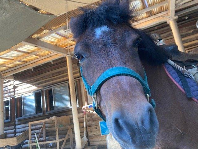 つがる ちらりと見てくる つがる