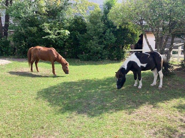 乗馬コーナーで放飼中 放飼している様子