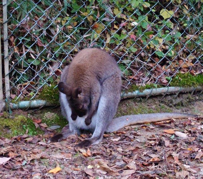 育児嚢を掃除するワラビー