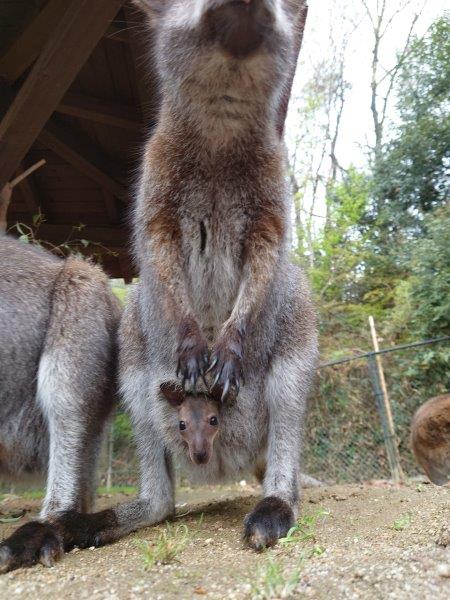 ワラビーの赤ちゃん