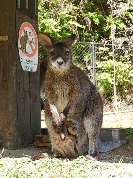 下草に興味をもちはじめた ワラビーの赤ちゃん