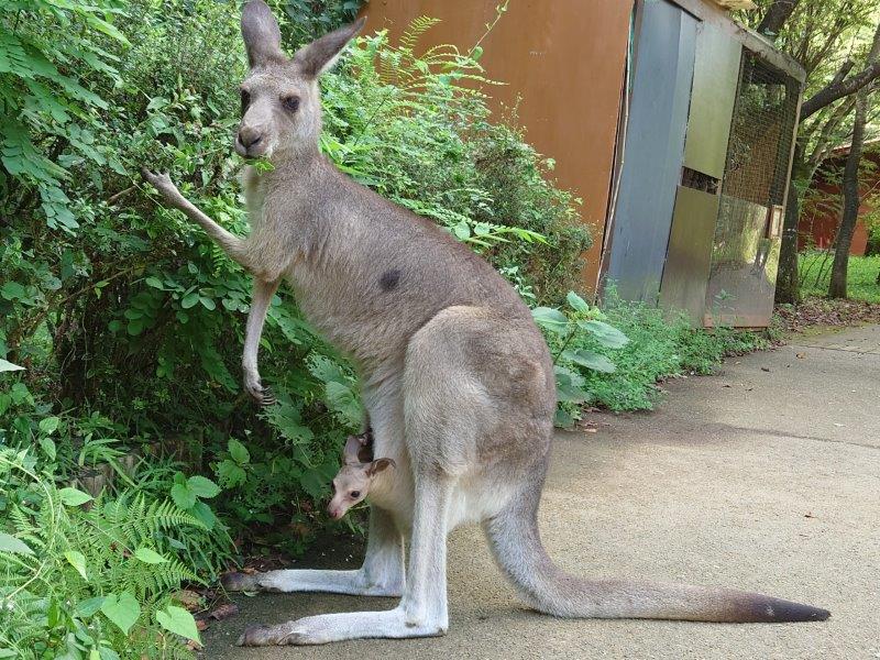 顔を出すオオカンガルー オオカンガルーの赤ちゃん顔をだしている