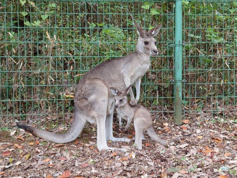 オオカンガルー赤ちゃん出袋 オオカンガルー