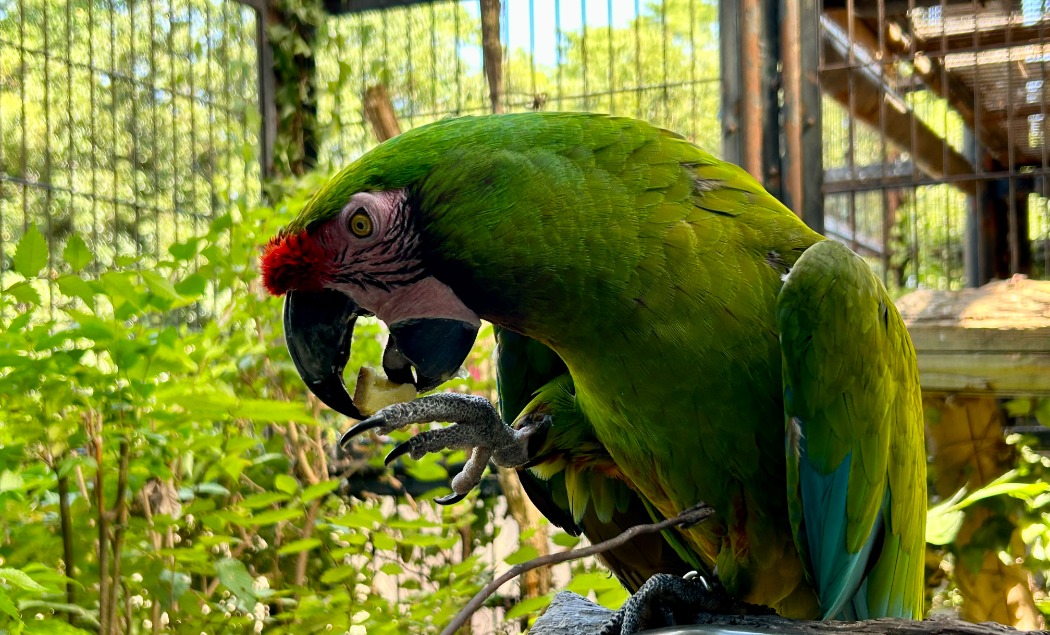 ミドリコンゴウインコの写真