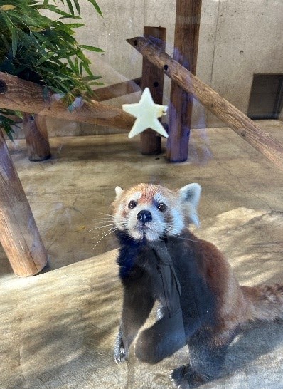 上手に立って・・・ レッサーパンダ