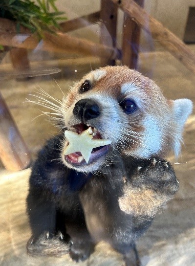 パクッ! レッサーパンダ