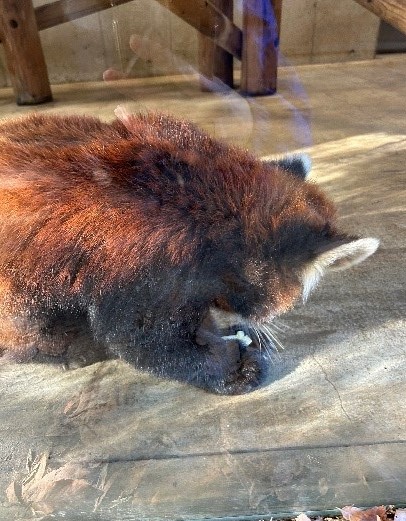 器用に前あしを添えて! レッサーパンダ
