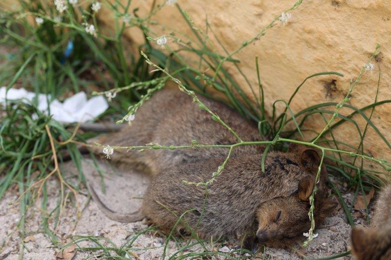 建物の陰で休むクオッカ クオッカ