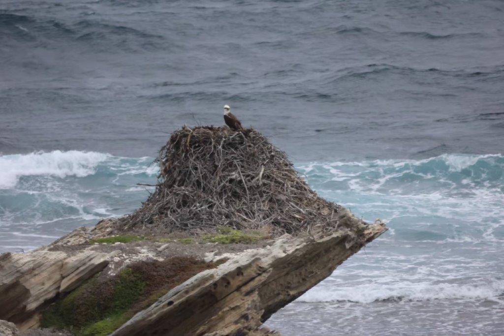 海と鳥の写真