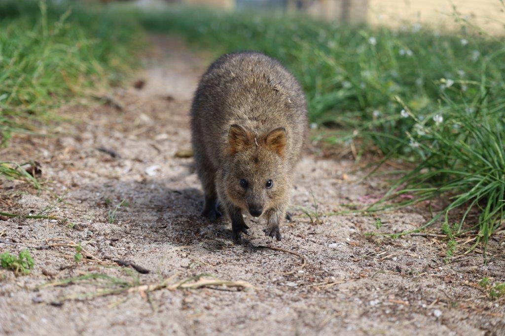 野口飼育係より クオッカの写真