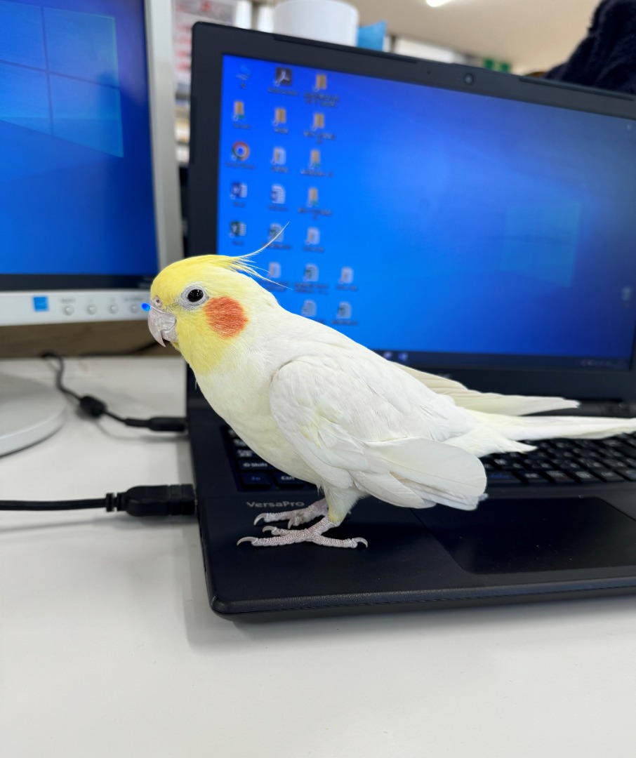一緒にお仕事中…? パソコンの上のレモン