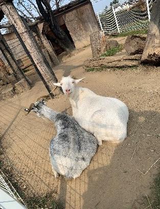 寄り添うベルとキララ 寄り添う