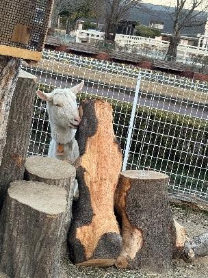 木の皮をかじるクルミ 皮をかじる