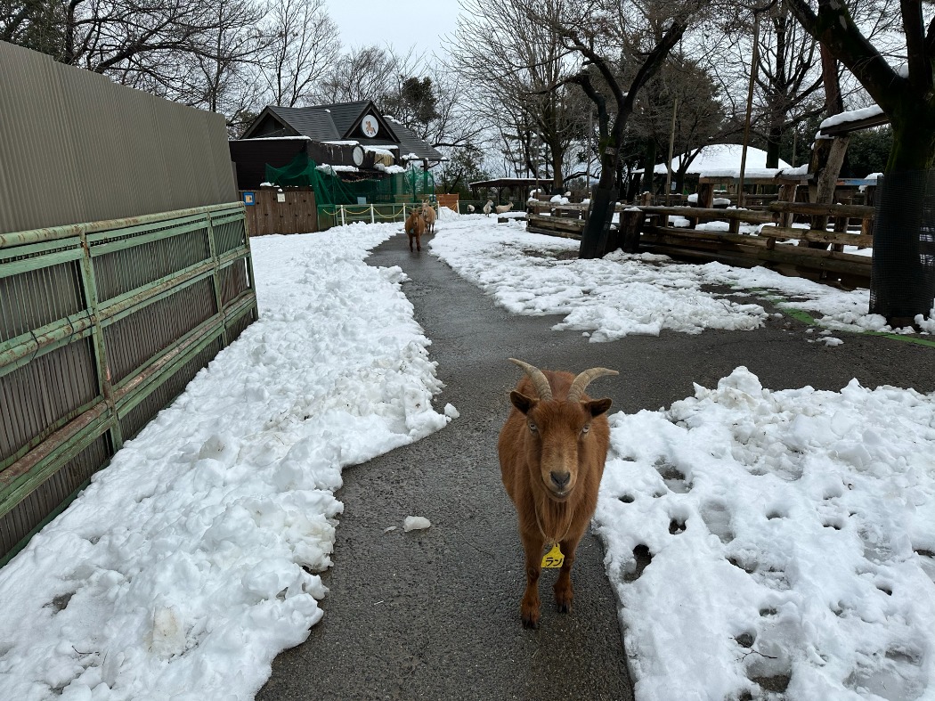 雪のない場所をたどってきました