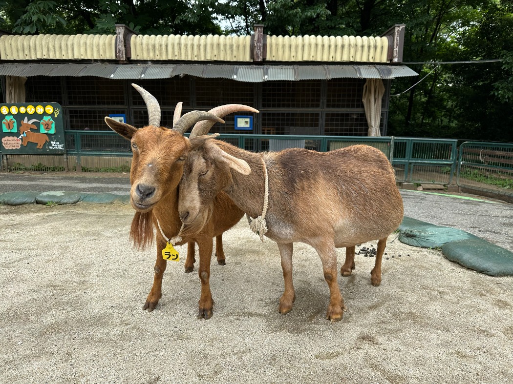 左からランとウメ