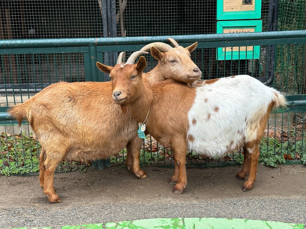 左からミンとピース