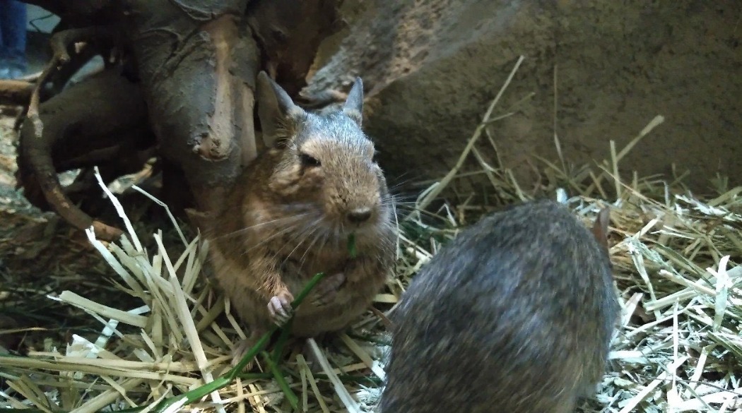 デグーが青草や乾草を食べています デグーが青草食べている写真