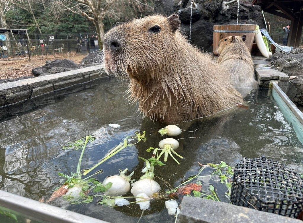 七草を浮かべたお風呂