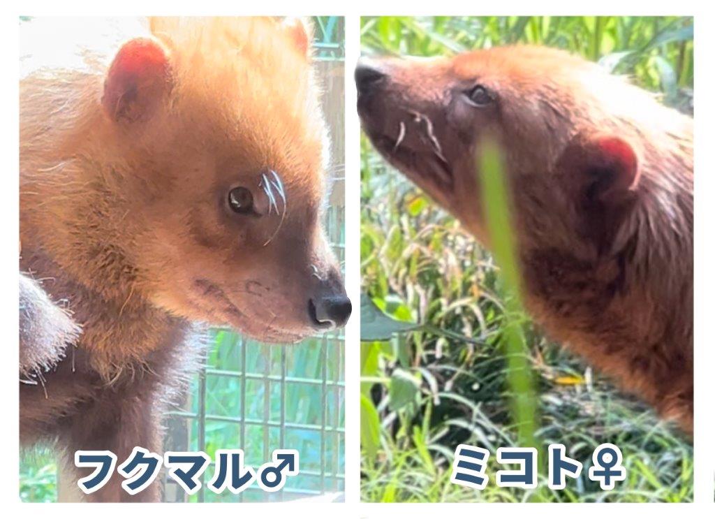 ミコト、フクマル