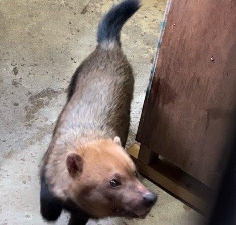 隣を気にするフクマル 気にする