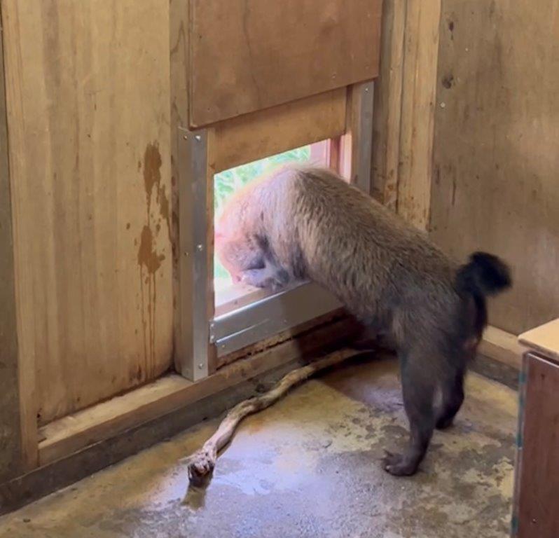 シュートから外を見るフクマル 覗く
