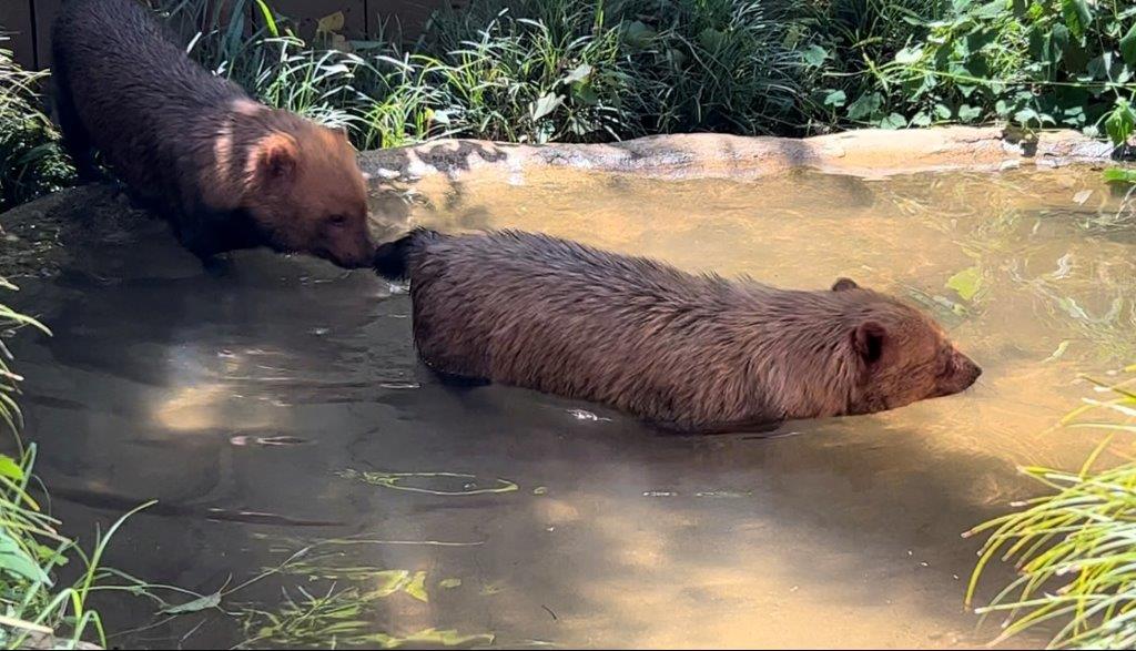 池に2頭で入る姿 池に入る
