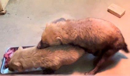 採食中のマウント マウント