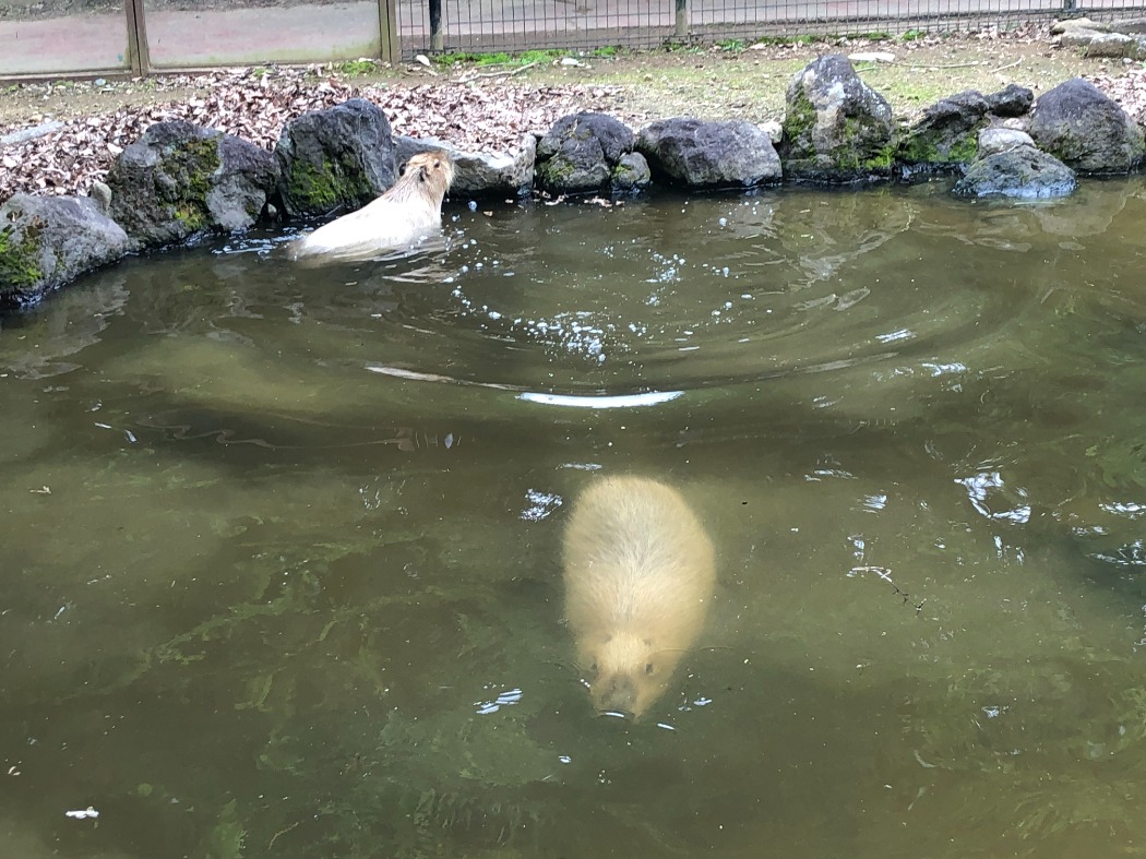 深さもあるので潜ることも もぐるカピバラ