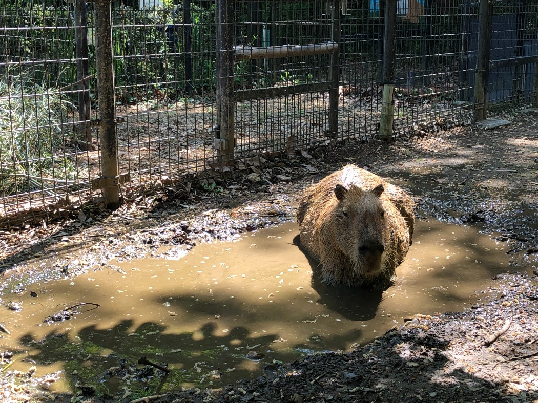 暑い日は朝から泥場に 泥場に入るカピバラ