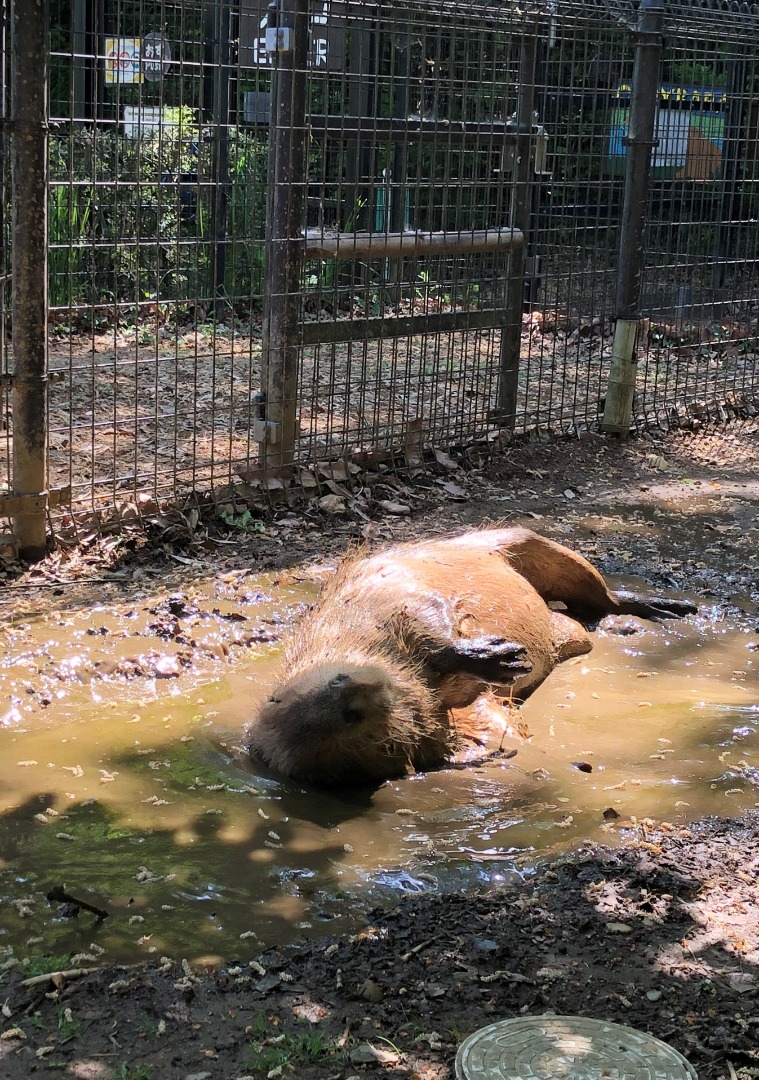 背中もゴロゴロ ゴロゴロ