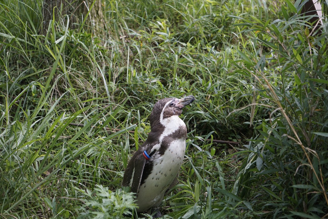 ペンギン