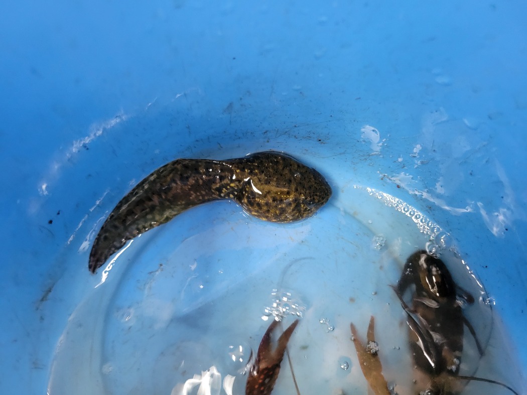 ウシガエルのこども
