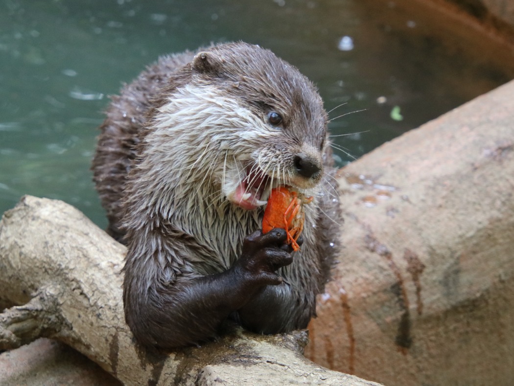 コツメカワウソ