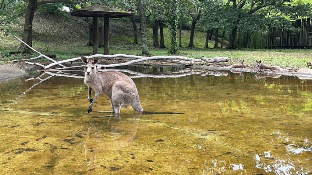 池にいるオオカンガルー